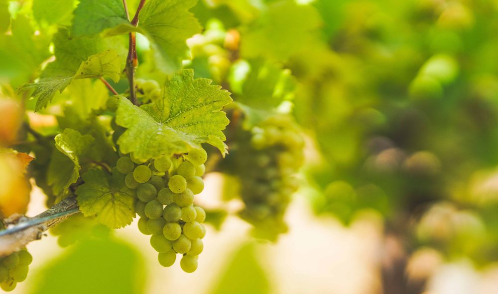 White wine grapes at Apolloni Vineyards
